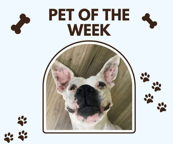 A cute white dog with black spots and upright ears stares up at the camera from a wooden floor, framed in an arch with the text "Pet of the Week" above it. Surrounded by paw prints and bone icons on a light blue background.